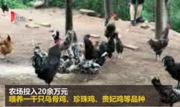 扒爷爆料散养鸡视频,散养鸡的真实生活，视频曝光养殖内幕