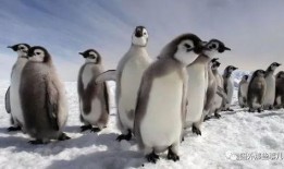 碎嘴企鹅爆料视频大全集,欢乐瞬间尽收眼底